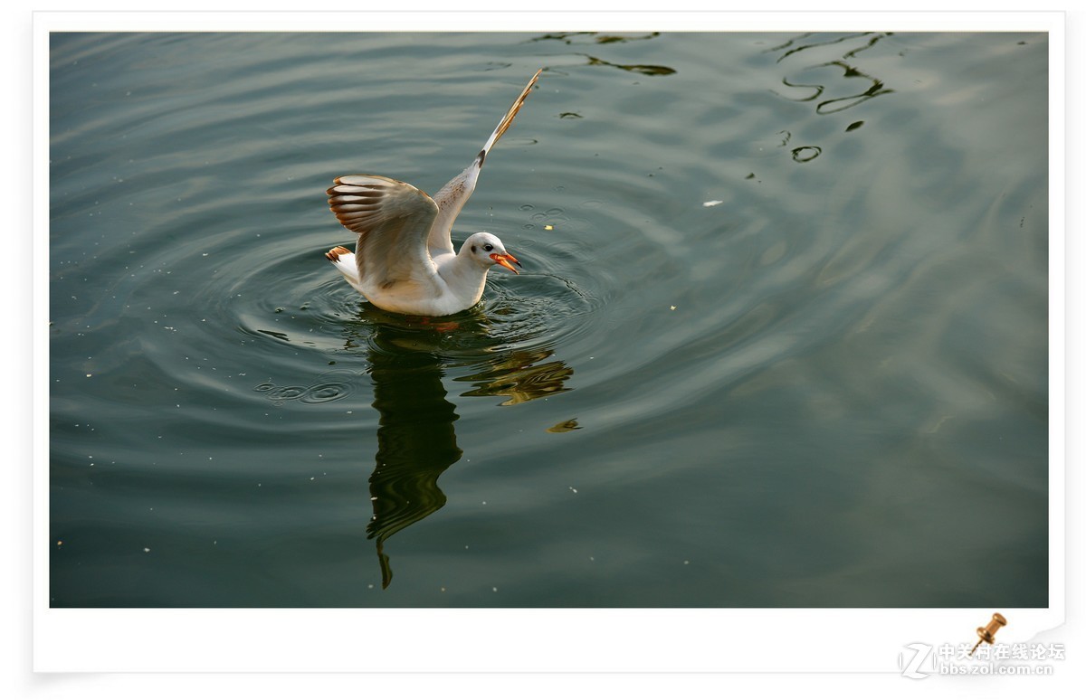 海鸥       尼康AF Zoom-Nikkor 80-200mm f/2.8D ED镜头