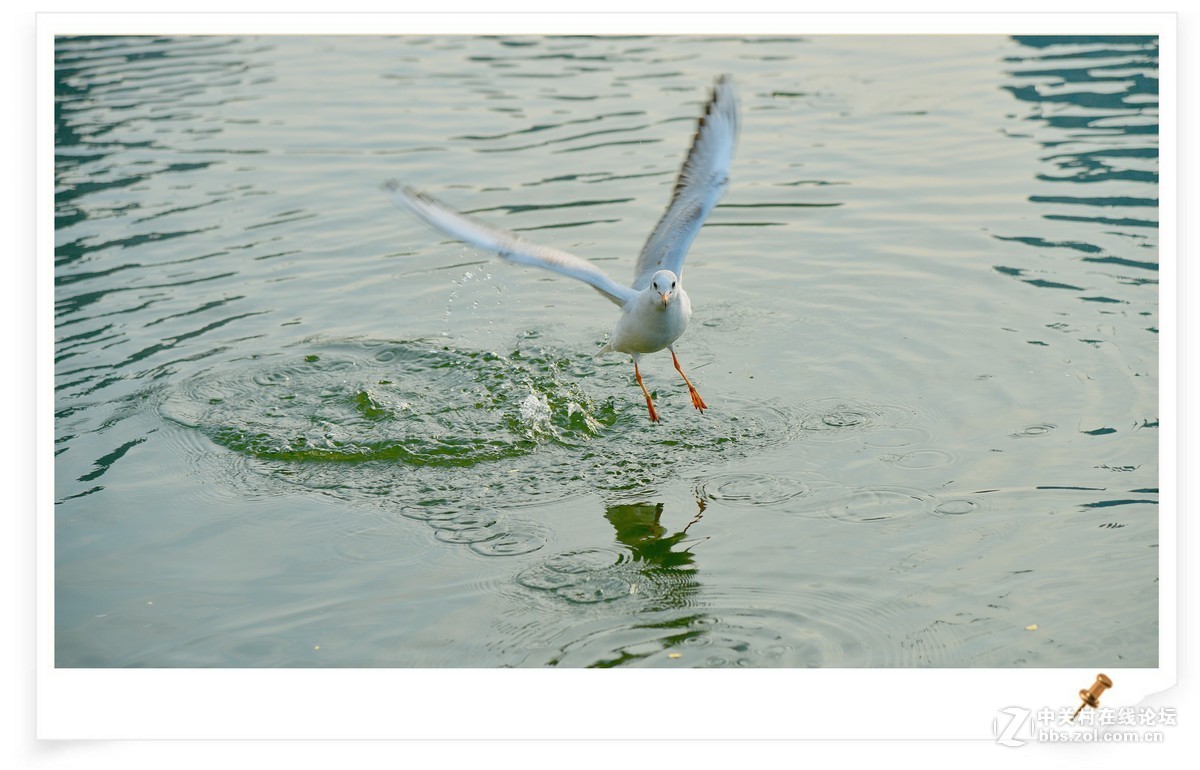 海鸥       尼康AF Zoom-Nikkor 80-200mm f/2.8D ED镜头