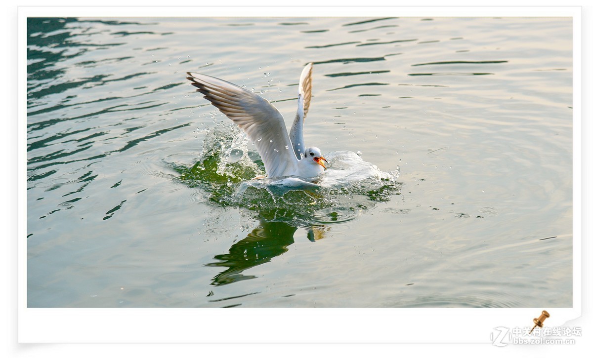 海鸥       尼康AF Zoom-Nikkor 80-200mm f/2.8D ED镜头