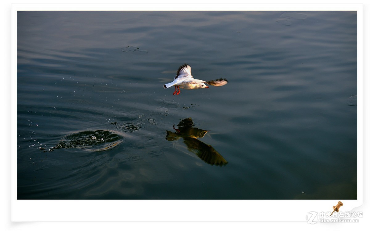 海鸥       尼康AF Zoom-Nikkor 80-200mm f/2.8D ED镜头