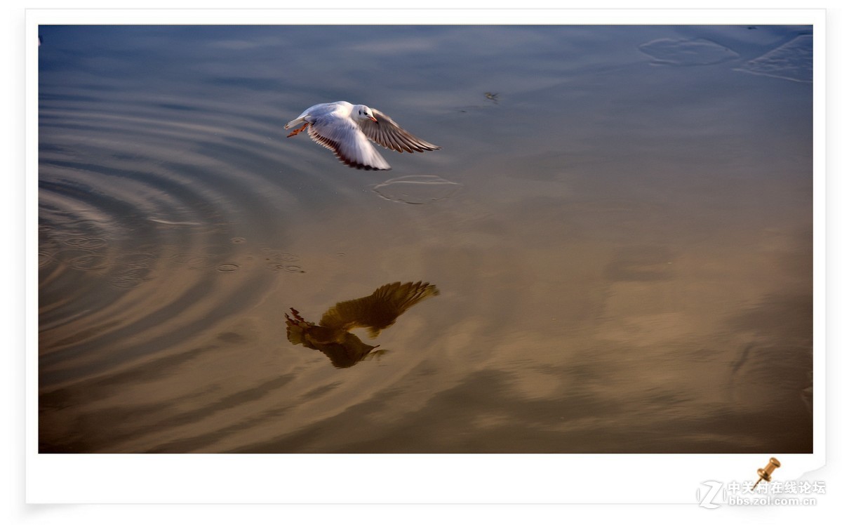 海鸥       尼康AF Zoom-Nikkor 80-200mm f/2.8D ED镜头
