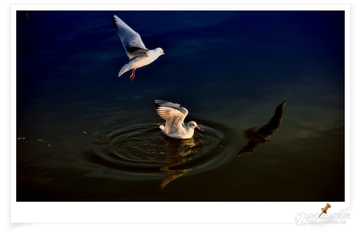 海鸥       尼康AF Zoom-Nikkor 80-200mm f/2.8D ED镜头