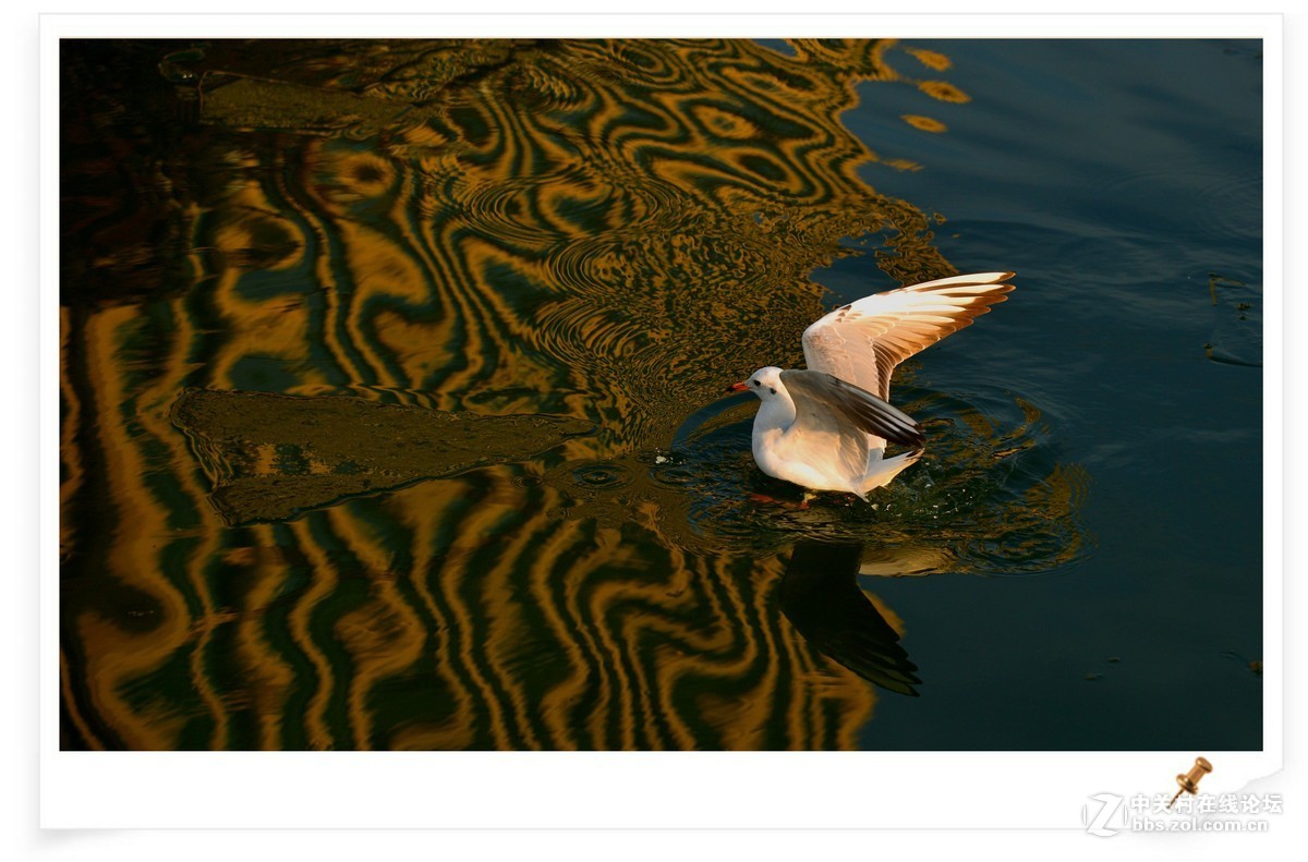 海鸥       尼康AF Zoom-Nikkor 80-200mm f/2.8D ED镜头