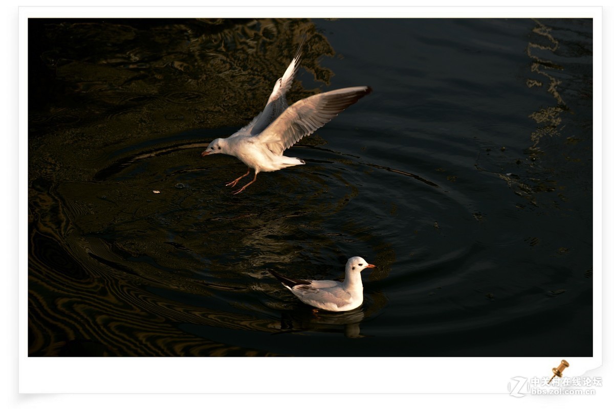 海鸥       尼康AF Zoom-Nikkor 80-200mm f/2.8D ED镜头