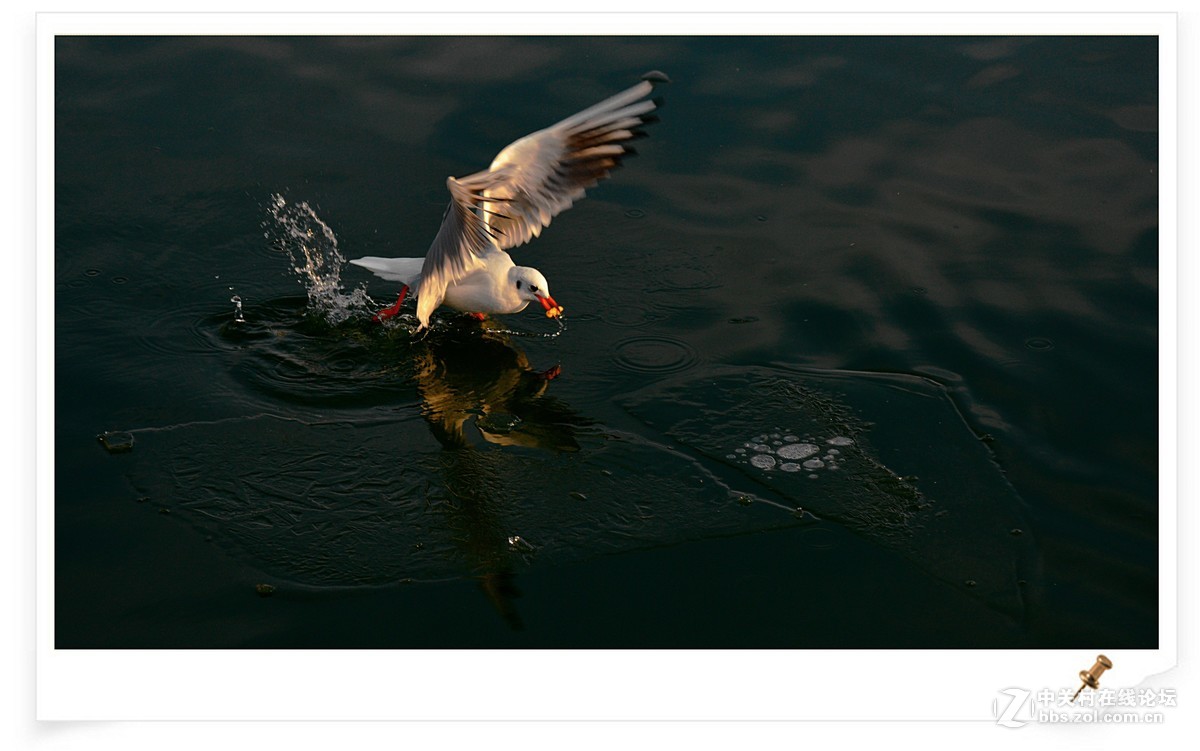 海鸥       尼康AF Zoom-Nikkor 80-200mm f/2.8D ED镜头