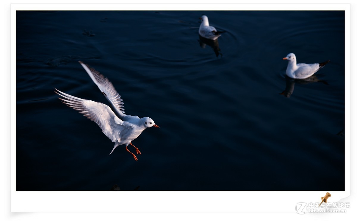 海鸥       尼康AF Zoom-Nikkor 80-200mm f/2.8D ED镜头