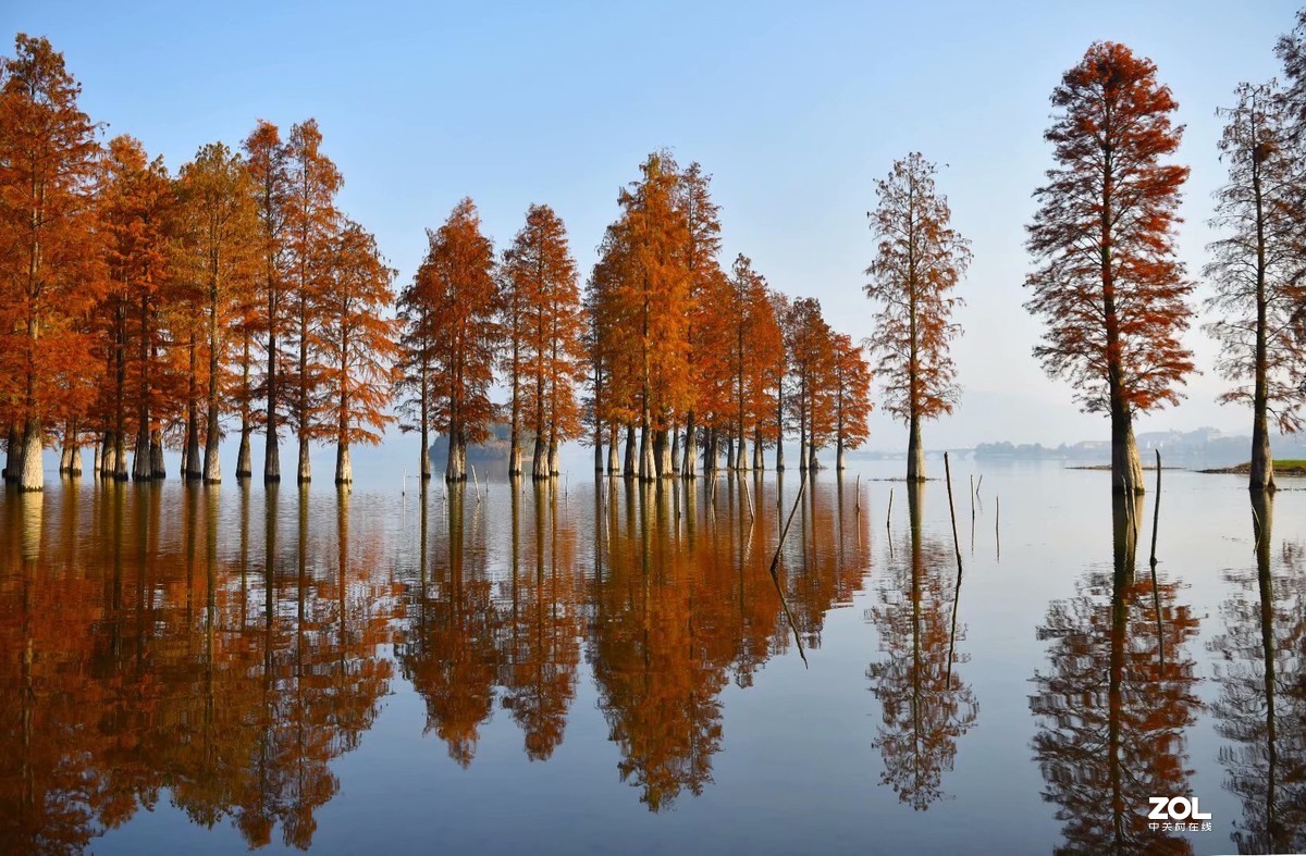 余姚四明湖-水杉