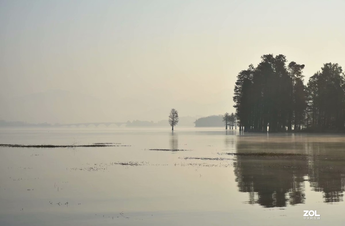 余姚四明湖-水杉