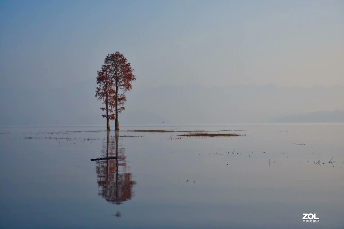 余姚四明湖-水杉