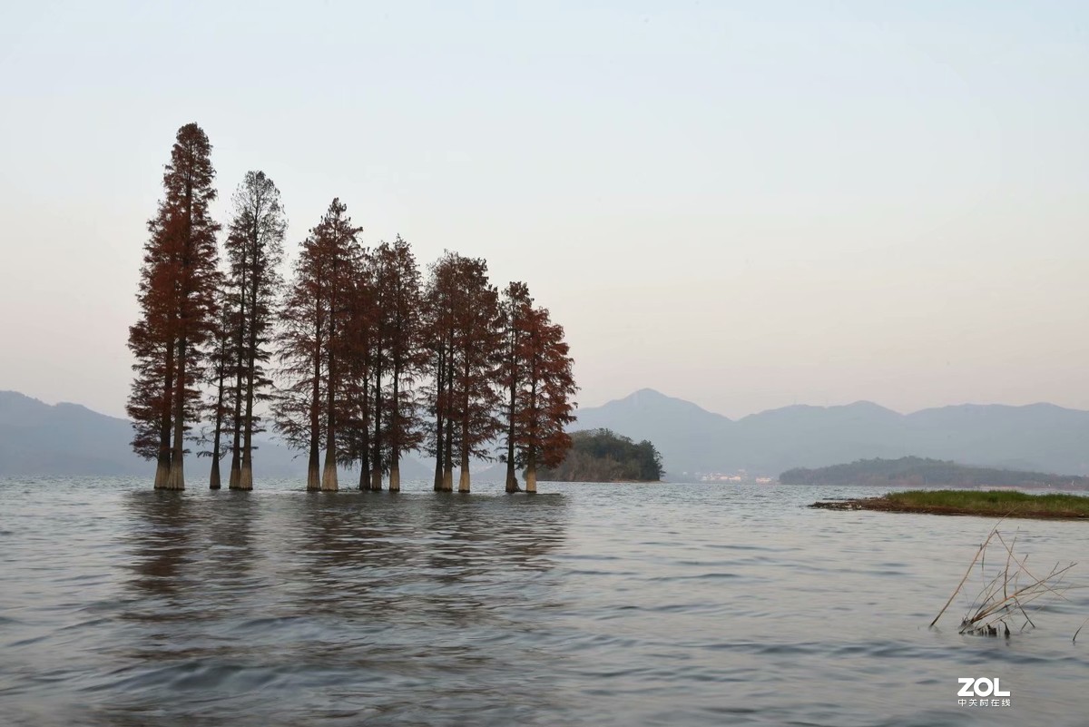 余姚四明湖-水杉
