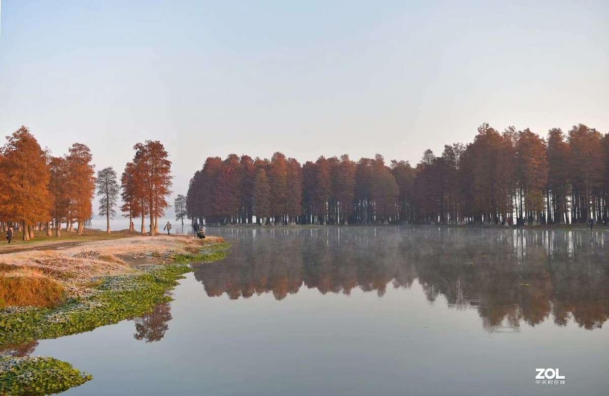余姚四明湖-水杉