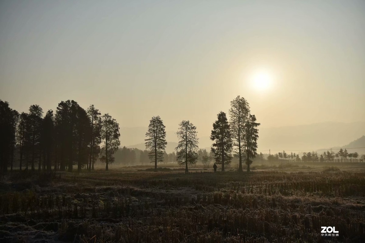 余姚四明湖-水杉