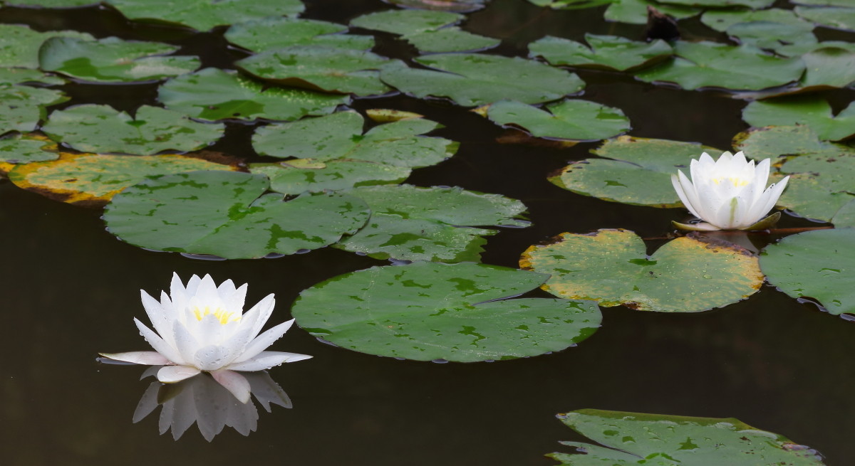 祝影友们国庆快乐