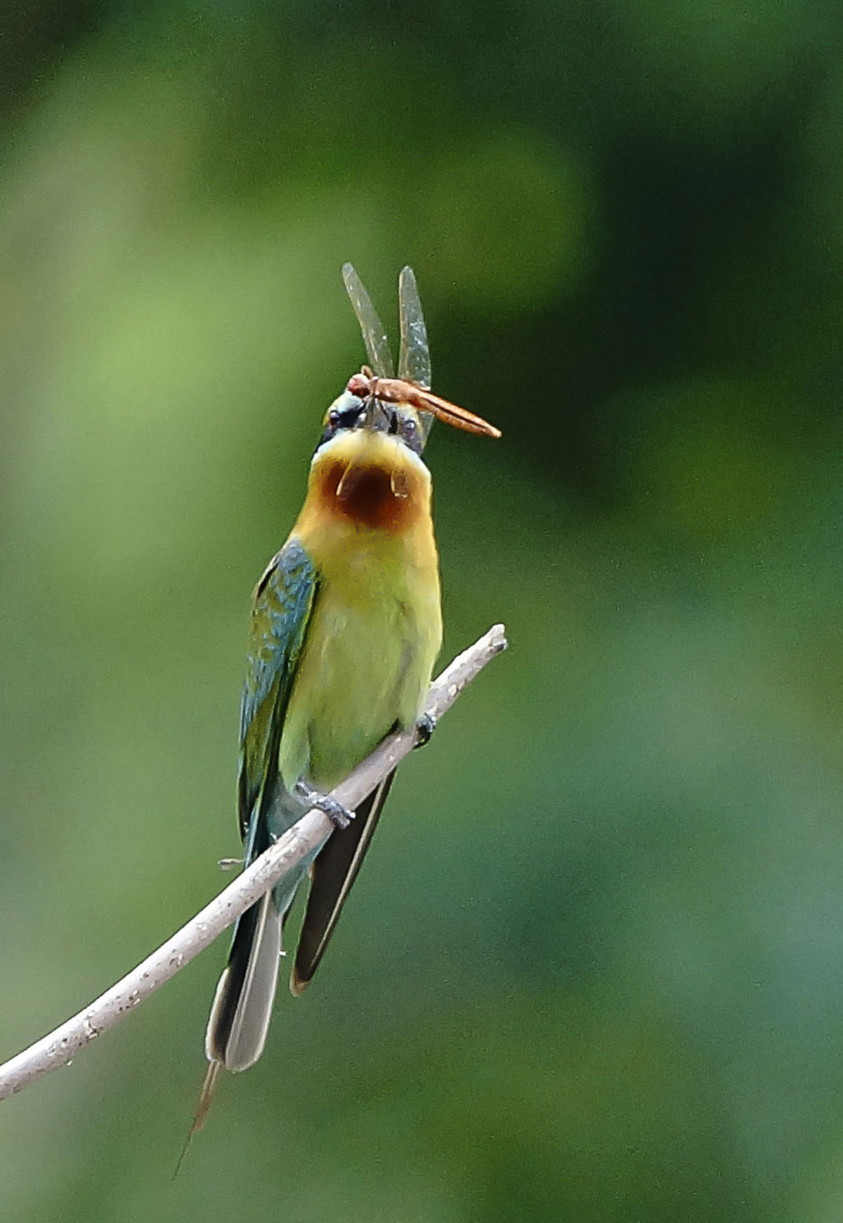 初拍栗喉蜂虎-----请假帖
