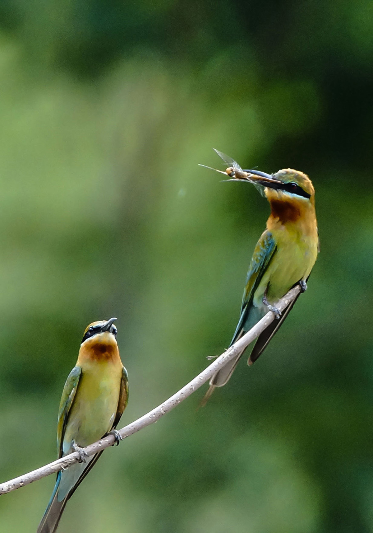 初拍栗喉蜂虎-----请假帖