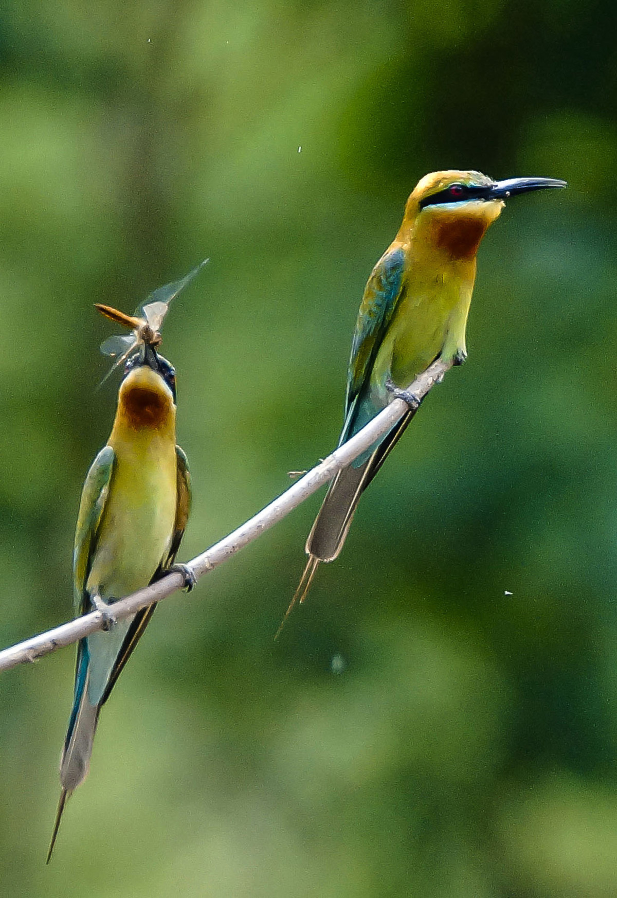 初拍栗喉蜂虎-----请假帖