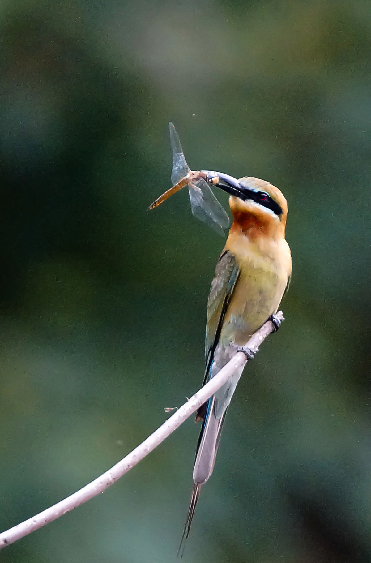 初拍栗喉蜂虎-----请假帖