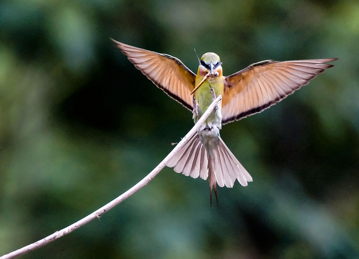 初拍栗喉蜂虎-----请假帖