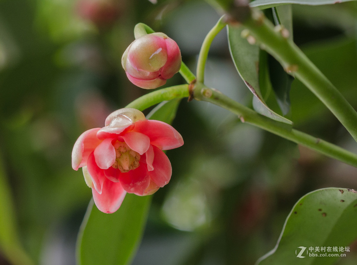 珍稀名树——孩儿莲