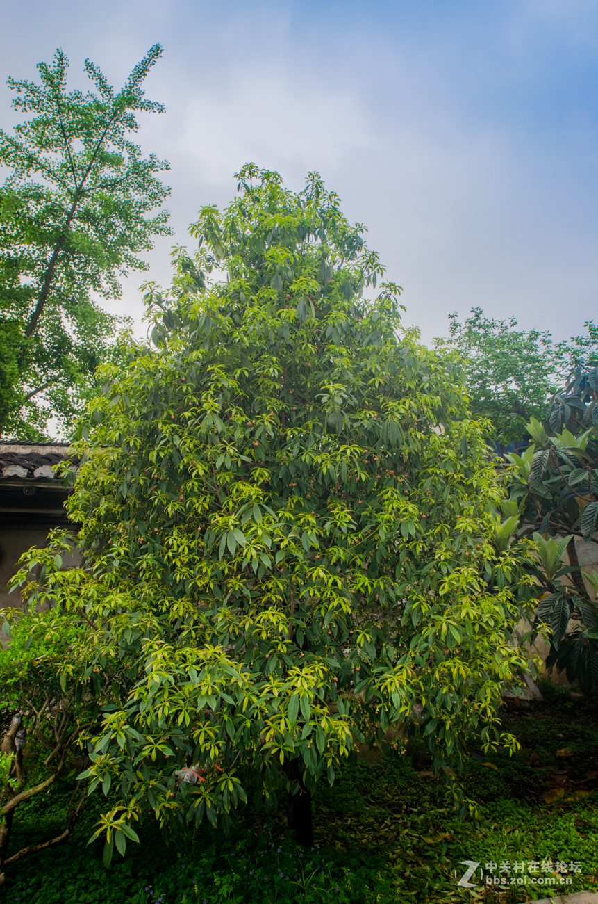 珍稀名树——孩儿莲