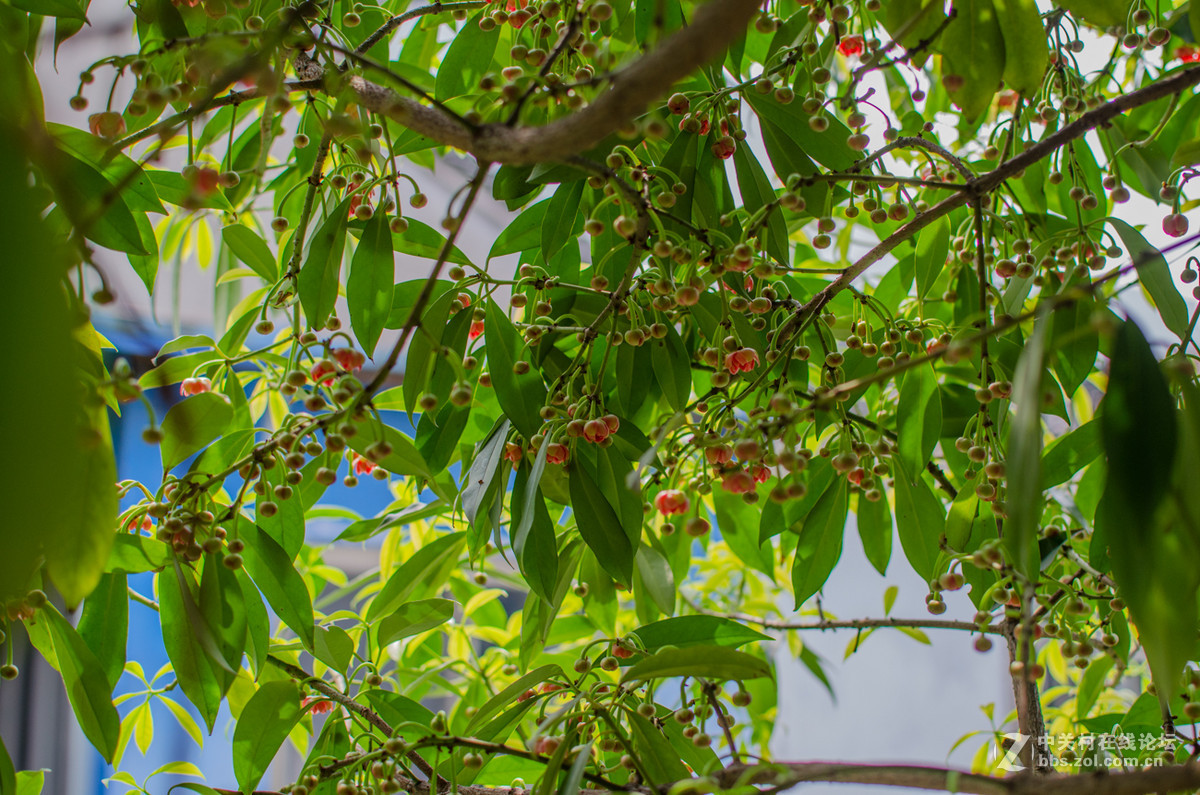 珍稀名树——孩儿莲