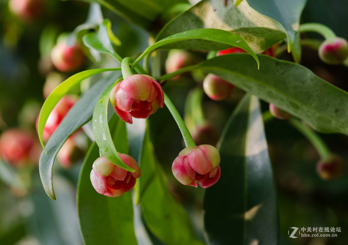 珍稀名树——孩儿莲