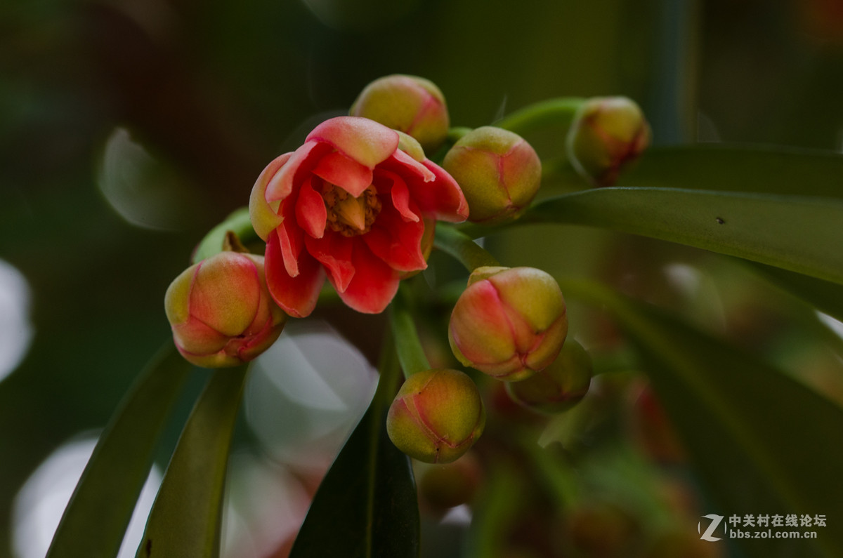 珍稀名树——孩儿莲