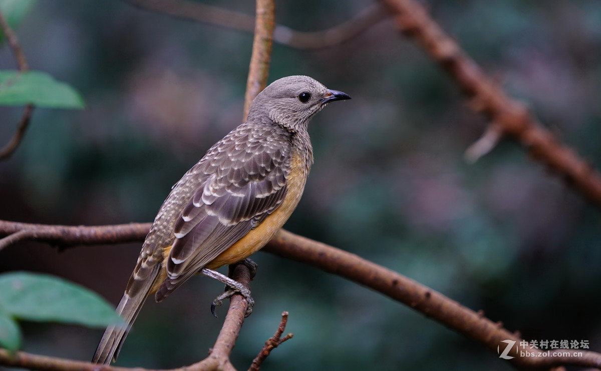 香港公园尤德观鸟园7浅黄胸大亭鸟
