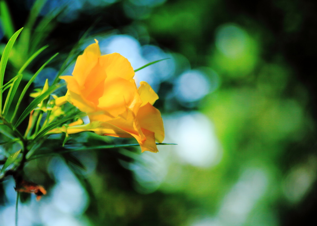 腾龙28-75 f2.8的表现