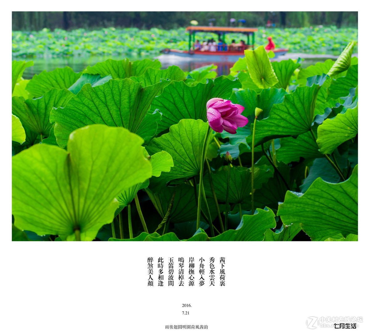圆明园雨中的荷花——（宾得k3+宾得70 210f4）