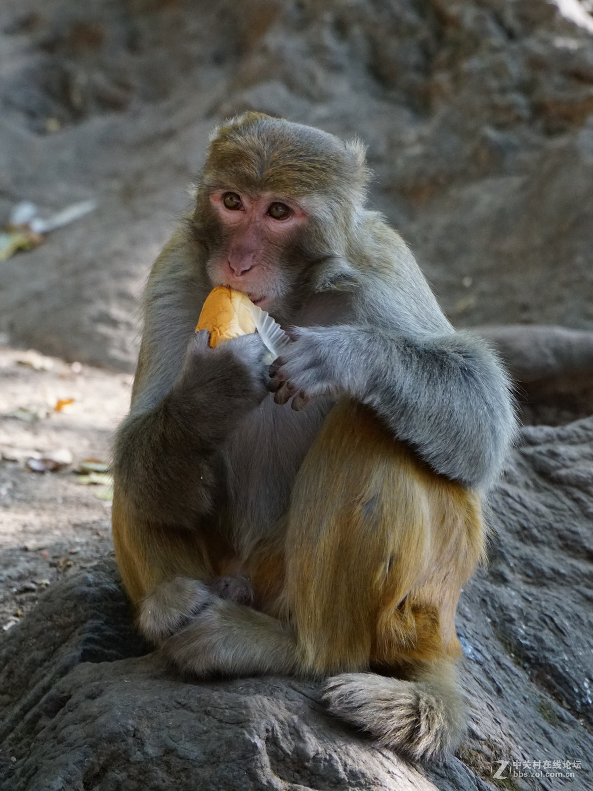 贵阳黔灵山公园野猴子7p