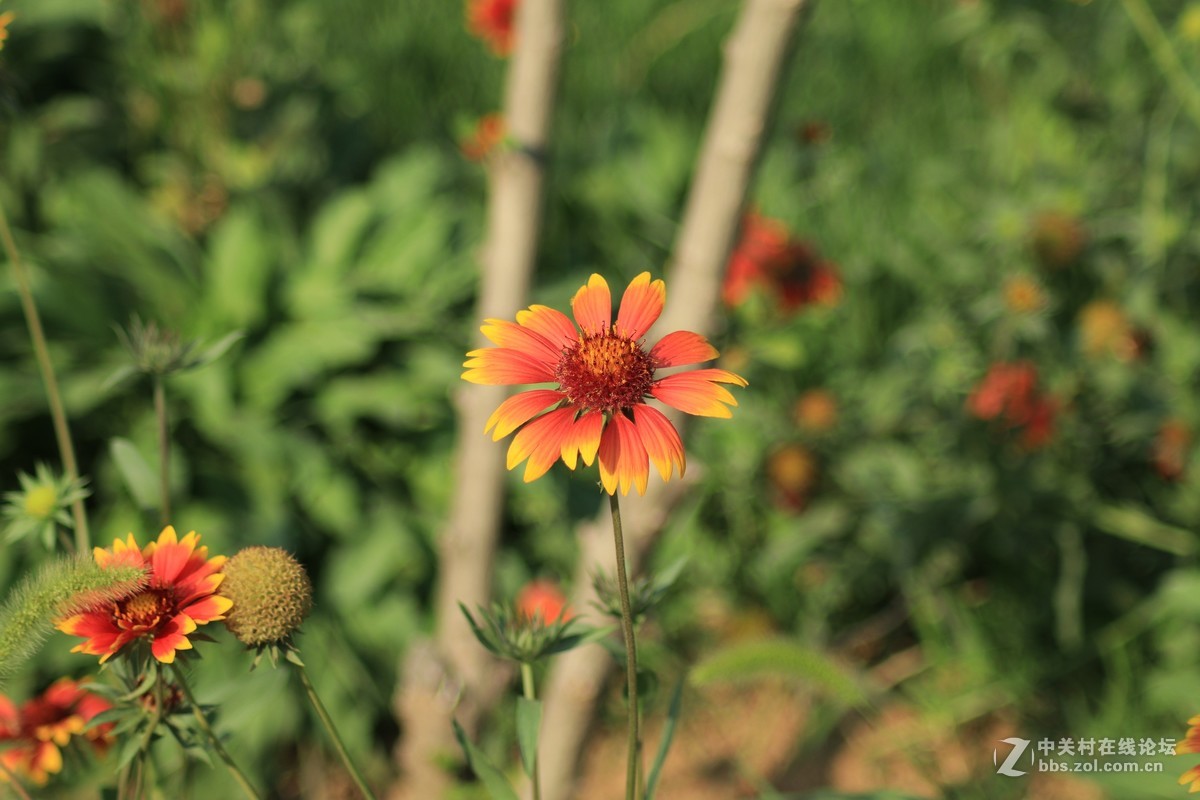 才入的便宜头，腾龙70—300，无防抖，拍了几张片子请看一看