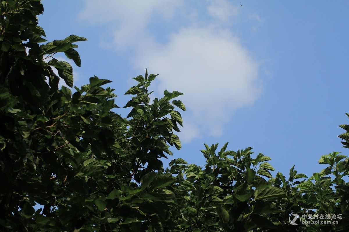 才入的便宜头，腾龙70—300，无防抖，拍了几张片子请看一看