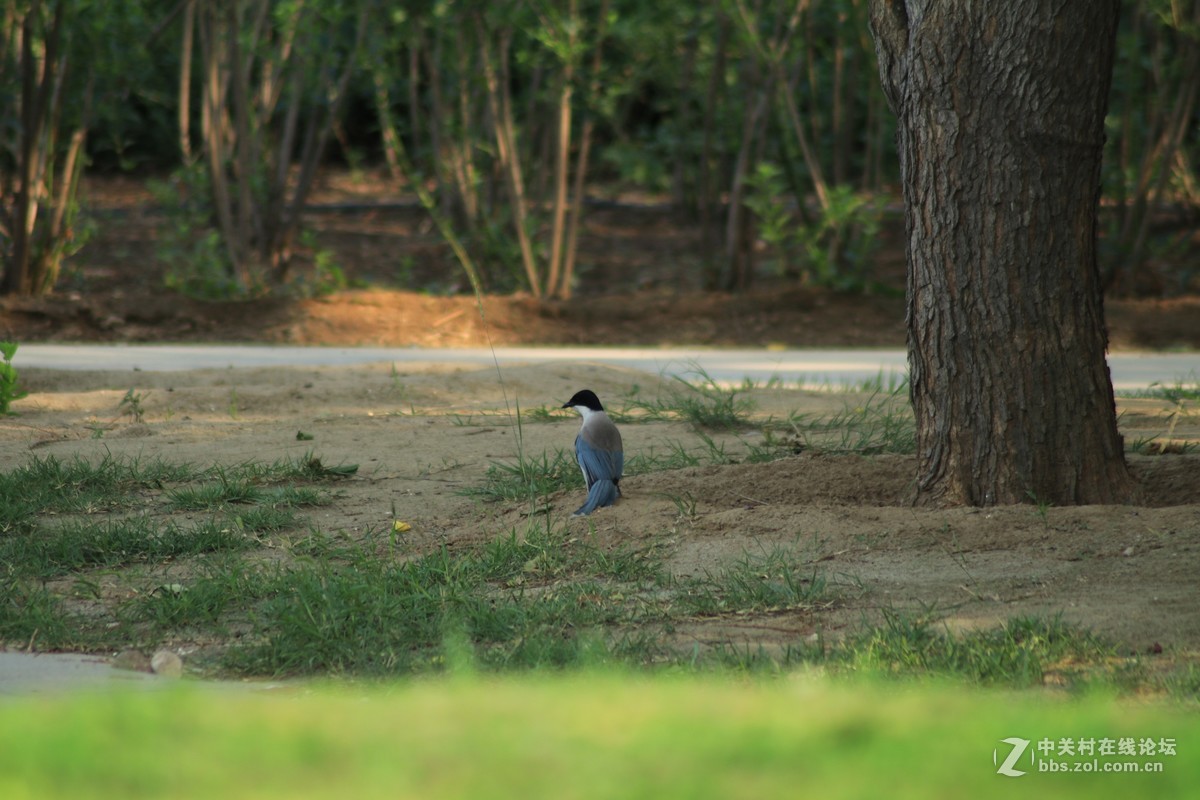 才入的便宜头，腾龙70—300，无防抖，拍了几张片子请看一看