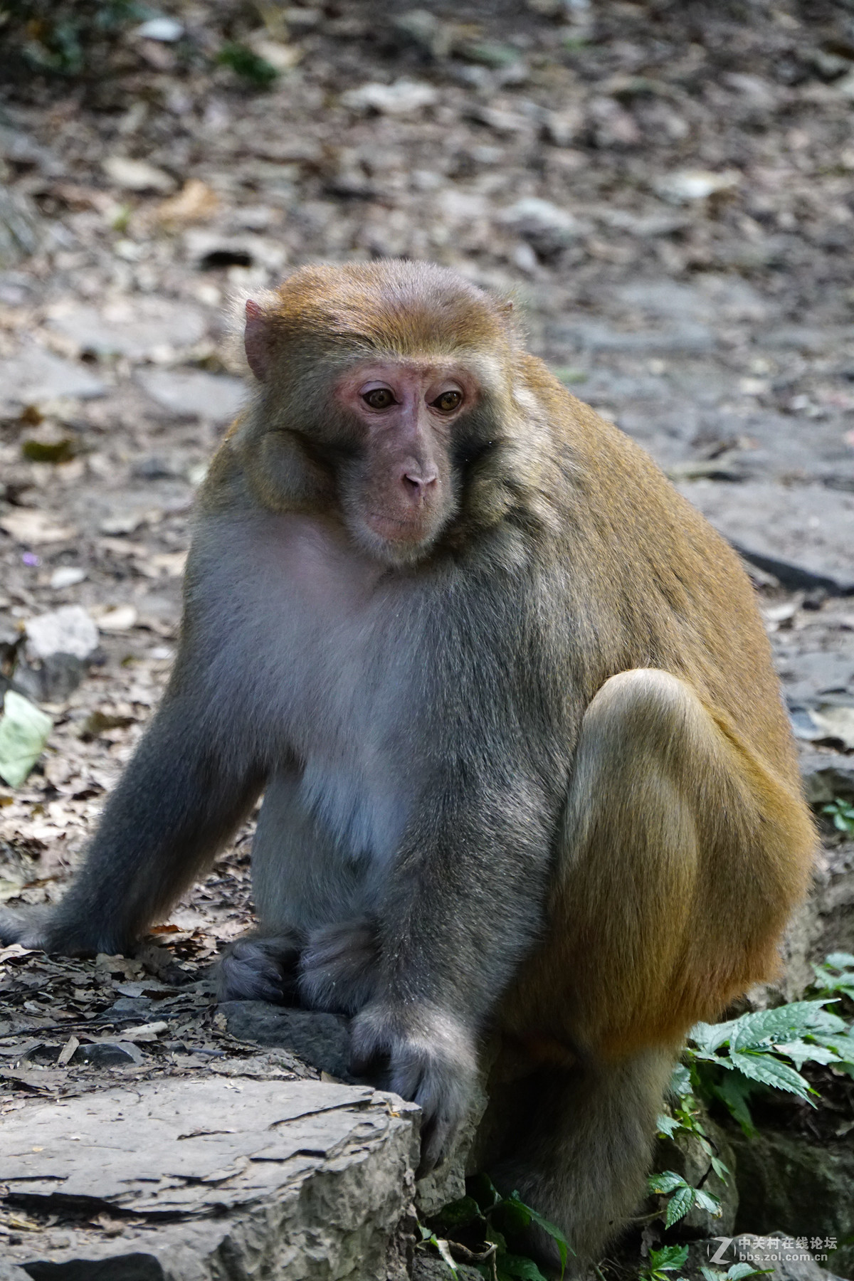 贵阳黔灵山公园野猴子7p