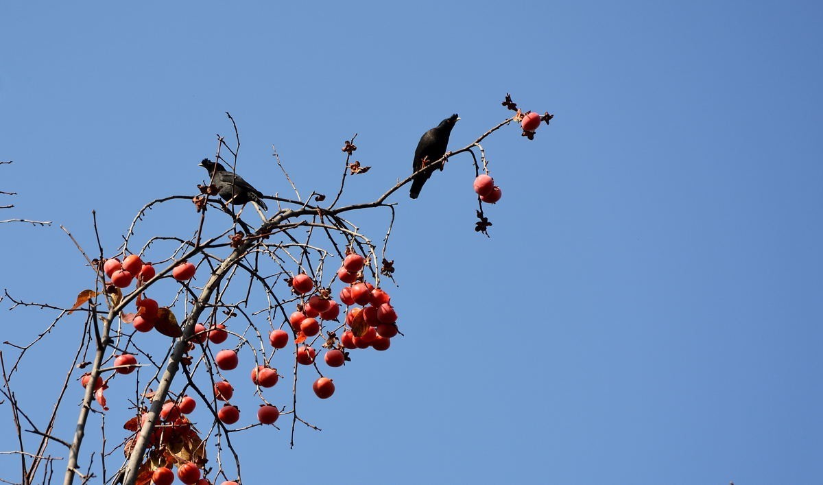 西安大雁塔小景