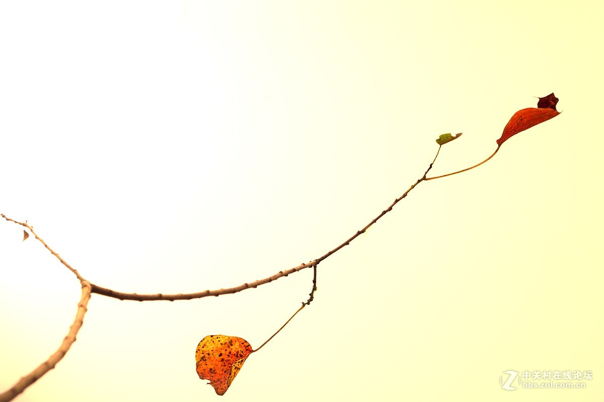 #佳能月赛-一叶知秋#秋天寄来的明信片