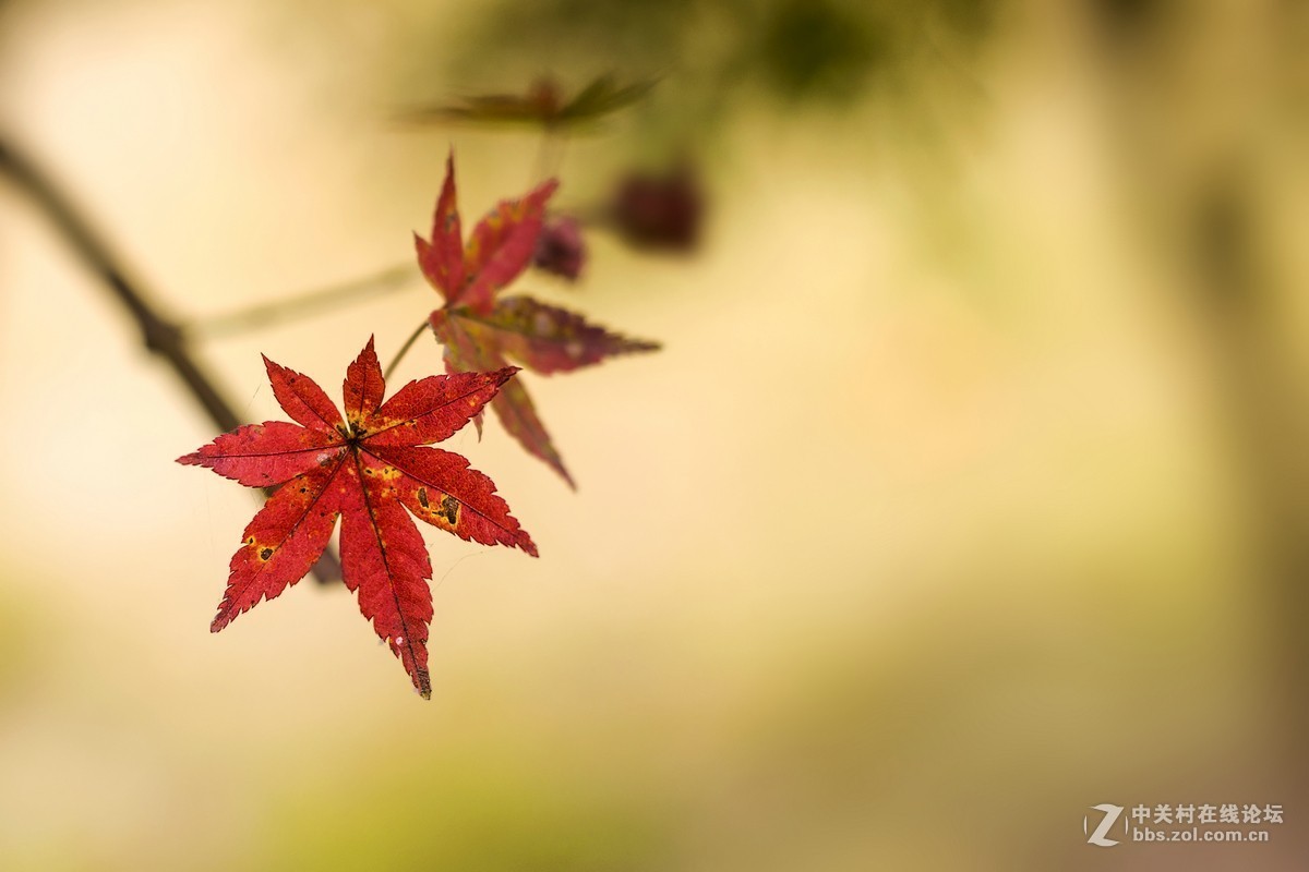 #佳能月赛-一叶知秋#秋天寄来的明信片