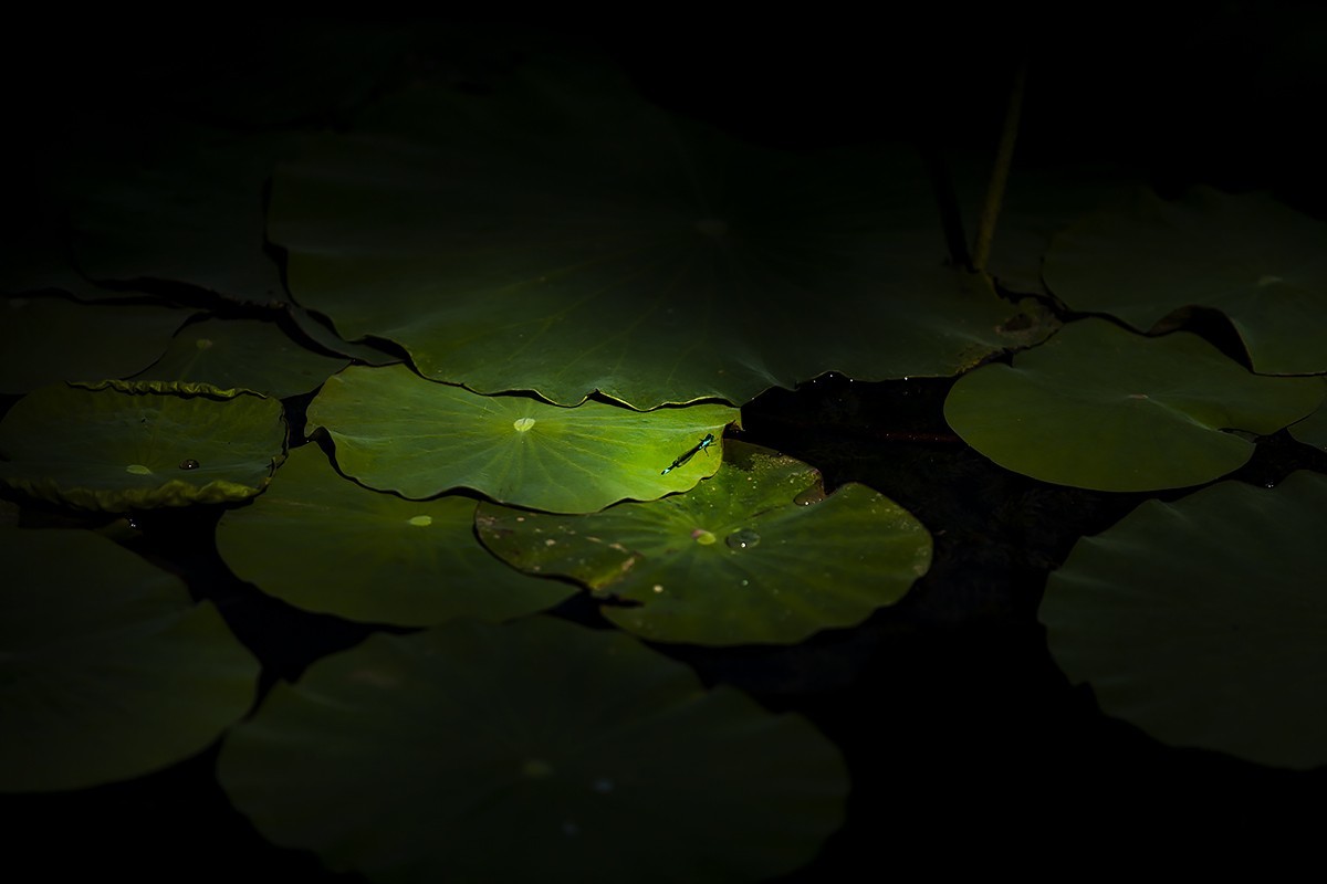 #佳能EOS M100-小清新#    来早了，一个花骨朵都没有，都是叶子