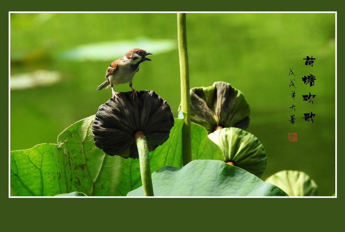 小小麻雀闹荷塘