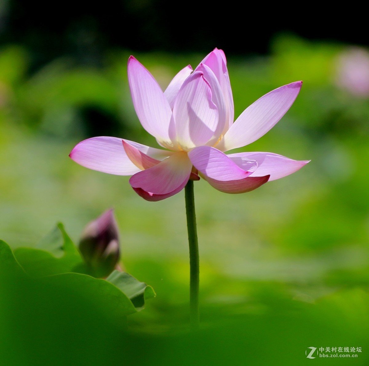 学拍荷花