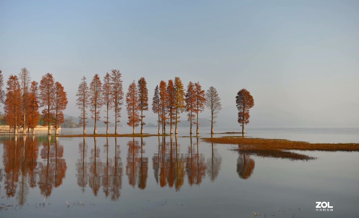 余姚四明湖-水杉