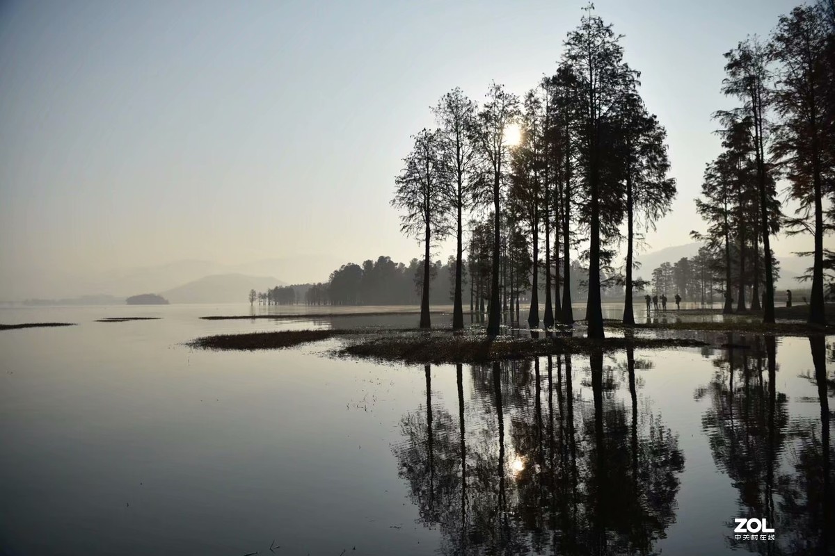 余姚四明湖-水杉