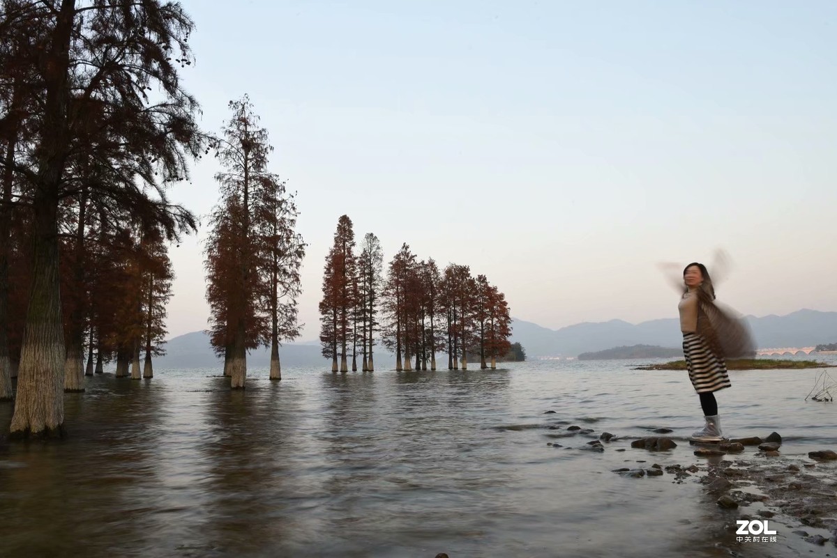 余姚四明湖-水杉