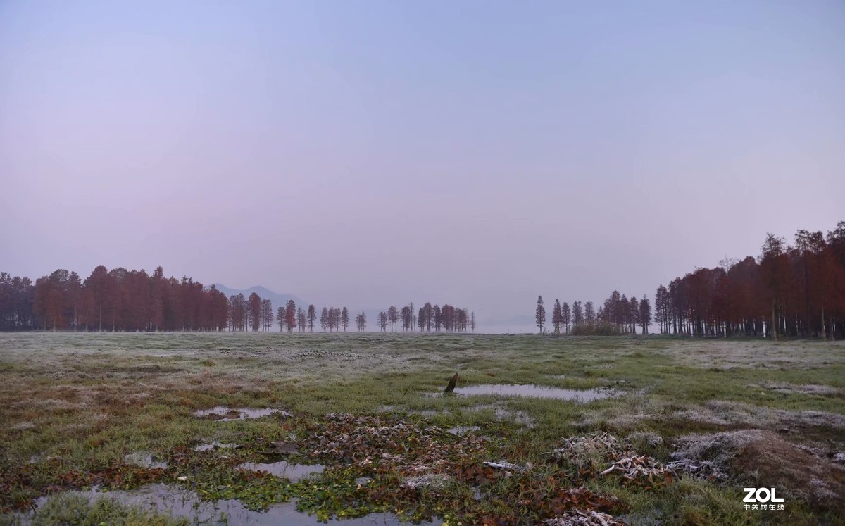 余姚四明湖-水杉