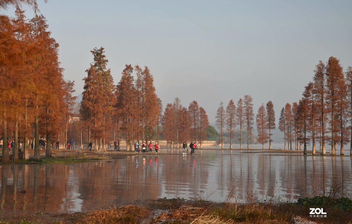 余姚四明湖-水杉