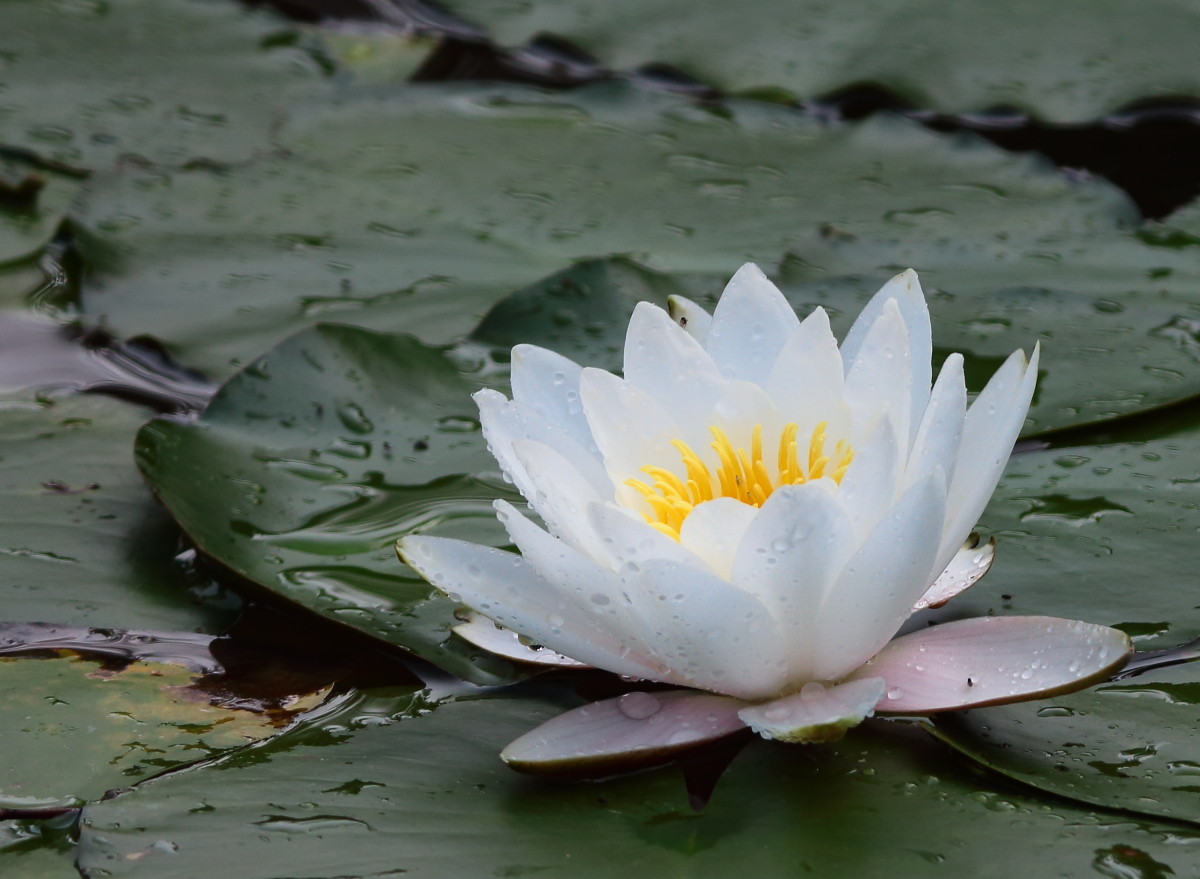 祝影友们国庆快乐