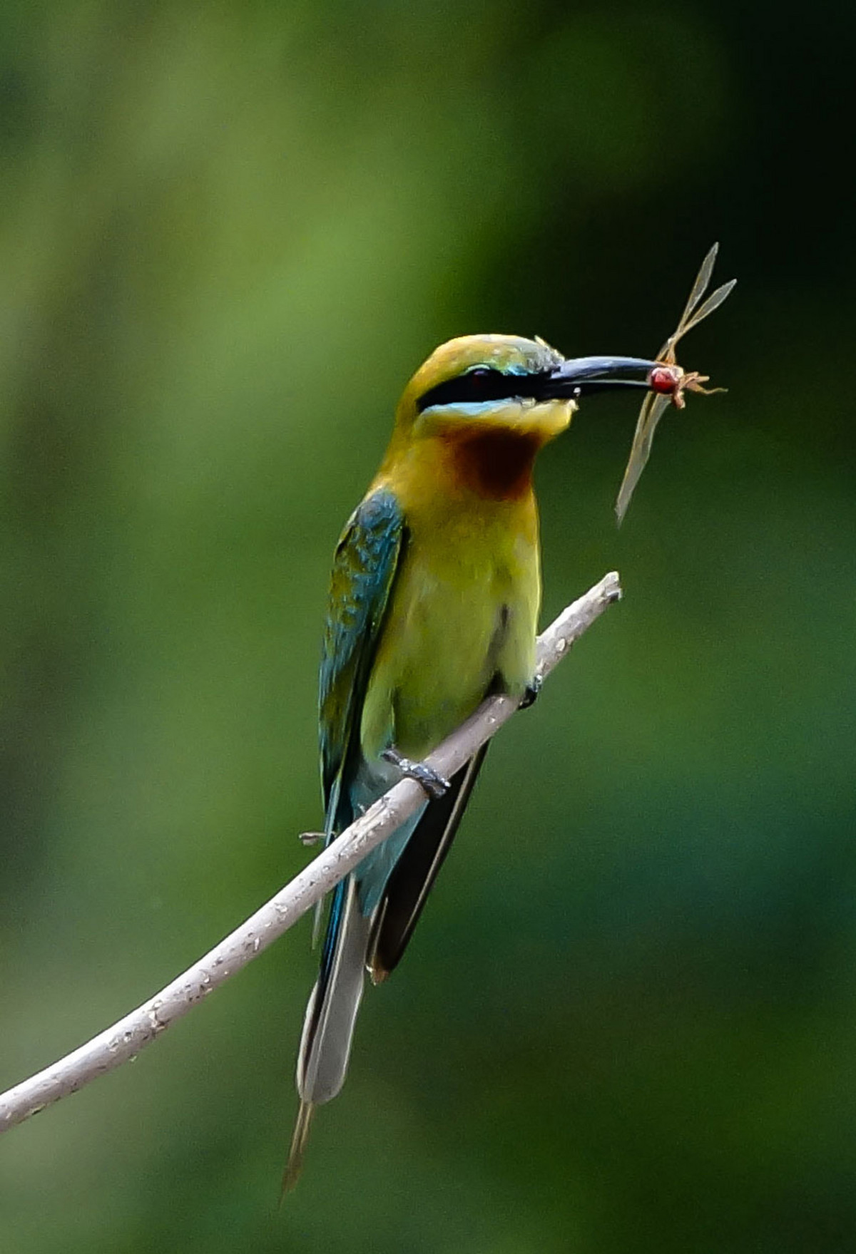 初拍栗喉蜂虎-----请假帖