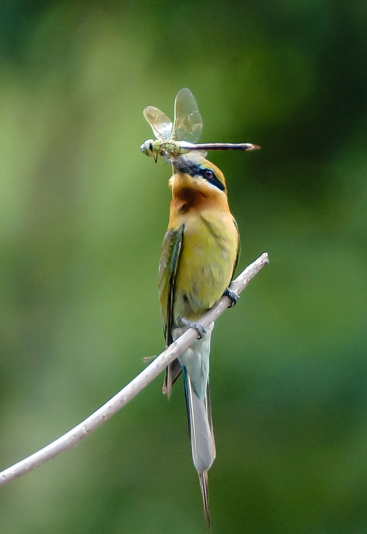 初拍栗喉蜂虎-----请假帖