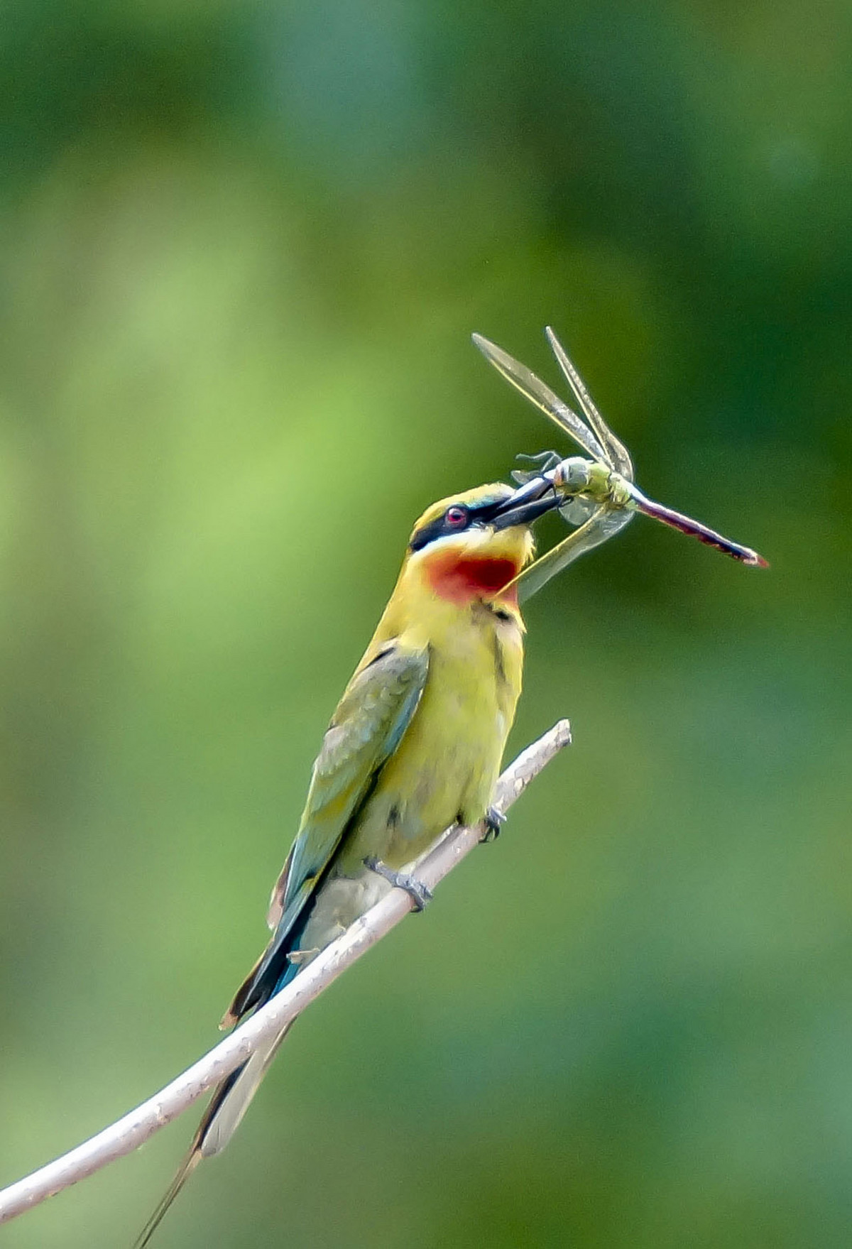 初拍栗喉蜂虎-----请假帖